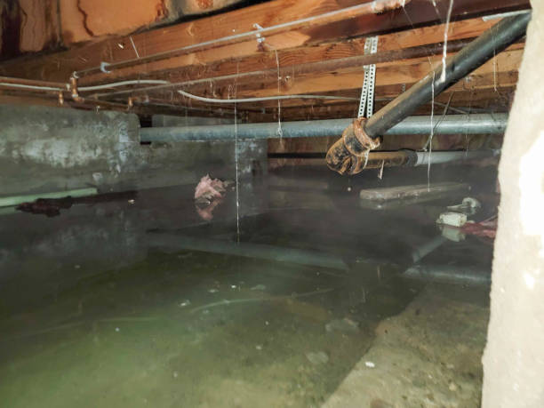 Best Water damage restoration specialists  in Chisholm, MN