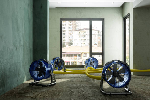 Best Mold removal after water damage  in Chisholm, MN